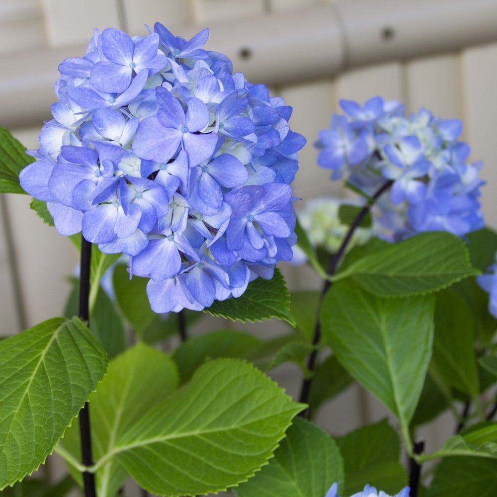 000000147424-02.jpg?size=l&w=