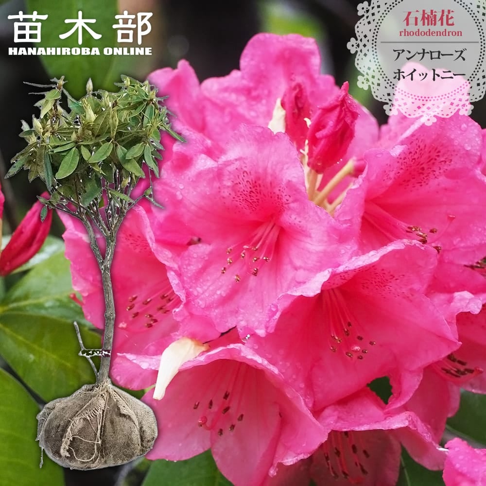シャクナゲ アンナローズホイットニーの通販 苗木部 By 花ひろばオンライン