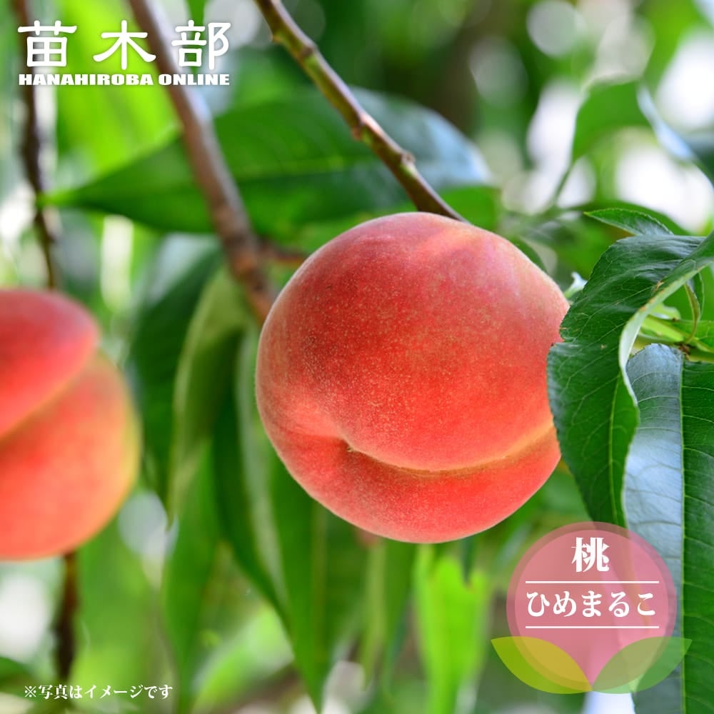 三池高菜の通販 苗木部 By 花ひろばオンライン