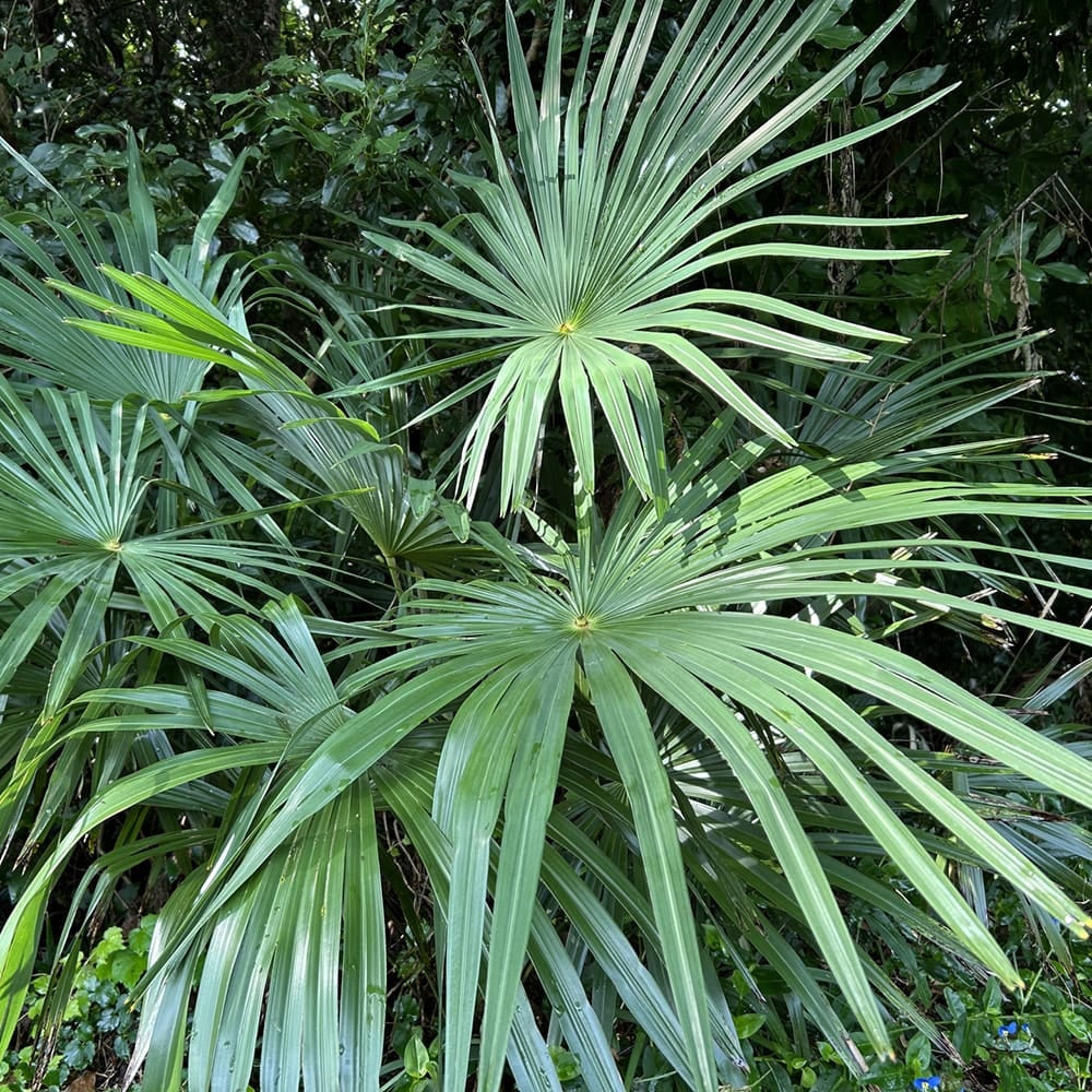 ヤシ トウシュロの通販 苗木部 By 花ひろばオンライン