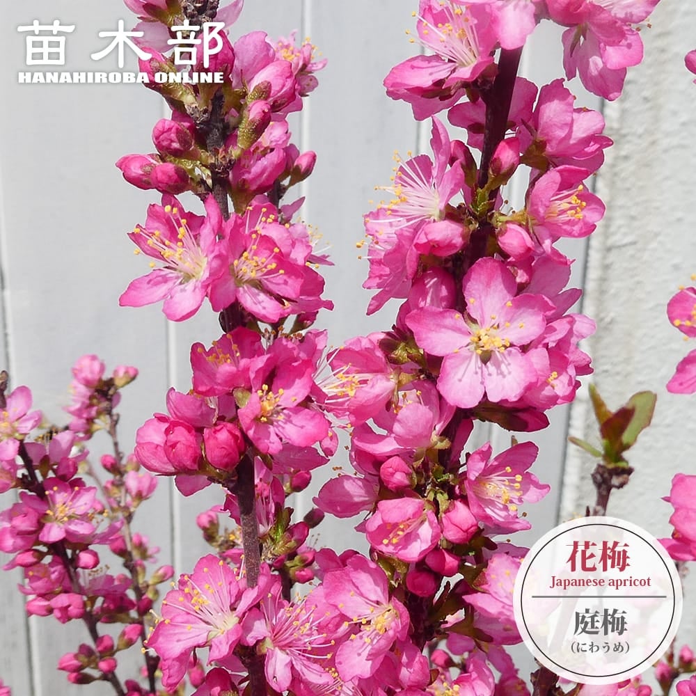 カエデ・もみじ 五月紅 オオモミジ系 苗 販売 苗木部 By 花ひろば