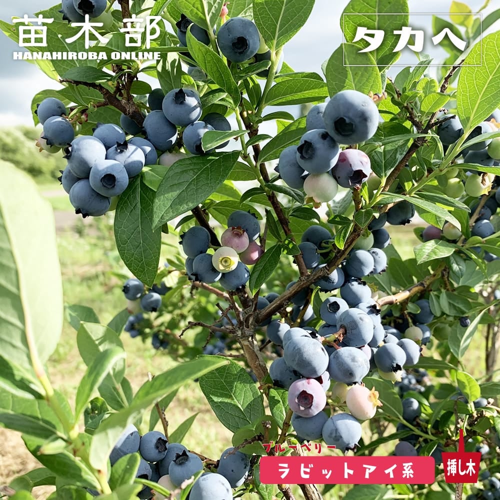 ラビットアイ系 | 苗木部 本店 By 花ひろばオンライン