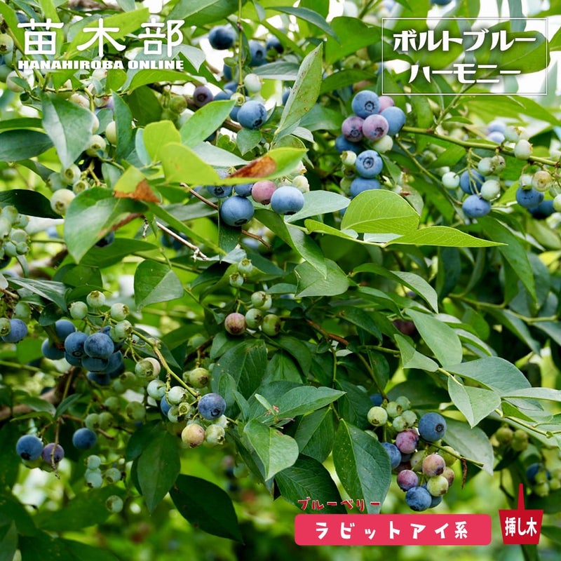 ブルーベリー ラビットアイ系 ボルトブルーハーモニー 苗 販売 苗木部