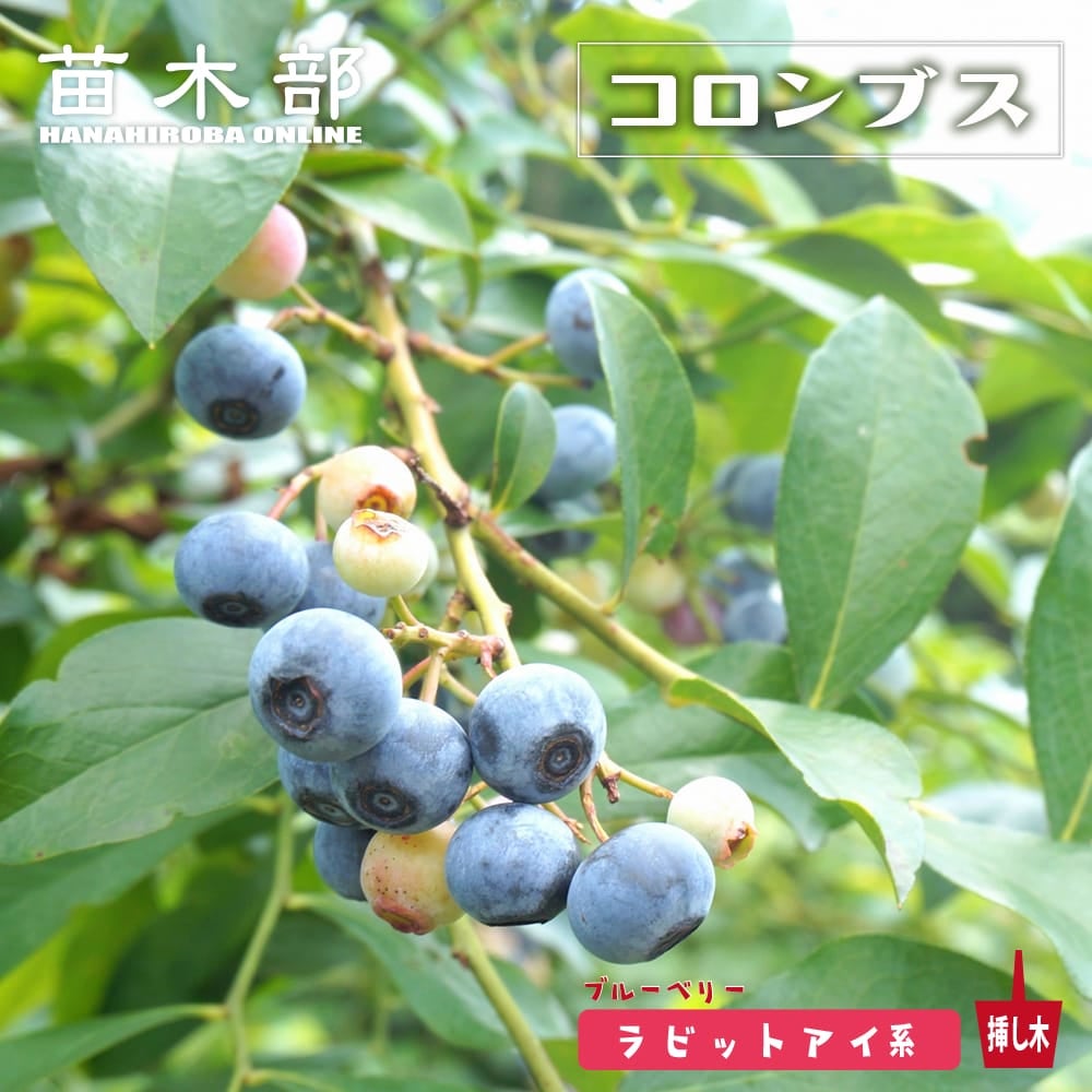 果樹全種一覧 | 苗木部 本店 By 花ひろばオンライン