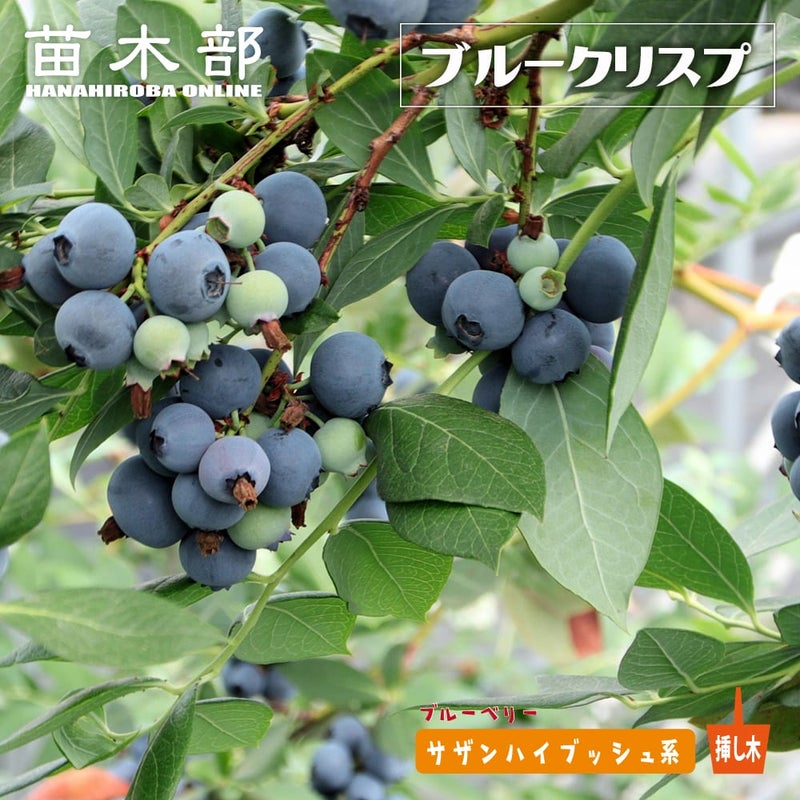 ブルーベリー サザンハイブッシュ系 ブルークリスプ 苗 販売 苗木部