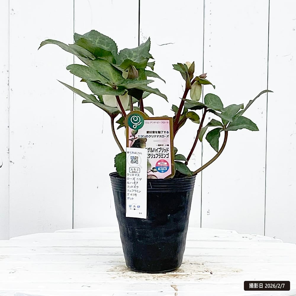 クリスマスローズ ニゲルハイブリッドタイプ エクリュフラミンゴ 苗