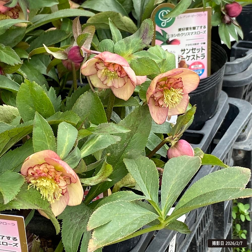 クリスマスローズ サンセット オーケストラ 苗 販売 苗木部 By 花