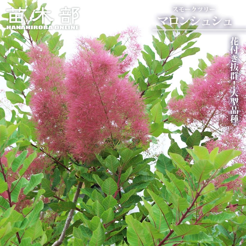 000000147482-01.jpg?size=l&w=