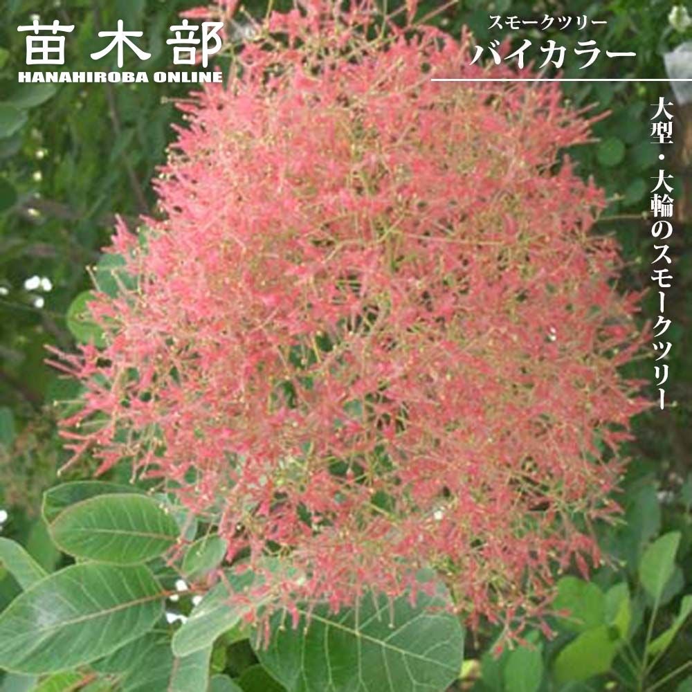 おまとめ 全4点 スモークツリー 苗 苗木 雌株 スモークツリー 苗木 ルブリフォリウス 13.5cmポット苗 3年生苗 苗
