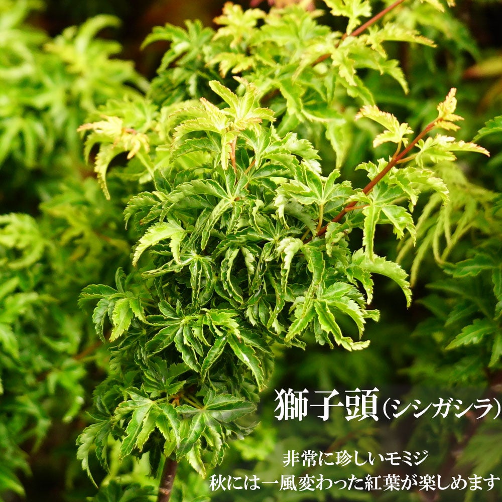 000000147503-01.jpg?size=l&w=