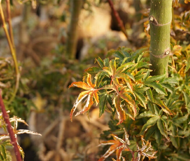 000000147503-02.jpg?size=l&w=