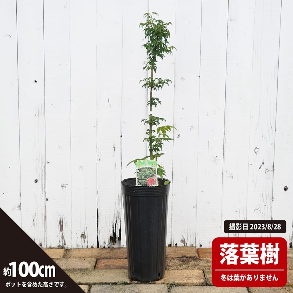 モミジ 【獅子頭（シシガシラ）】 4号ロングポット