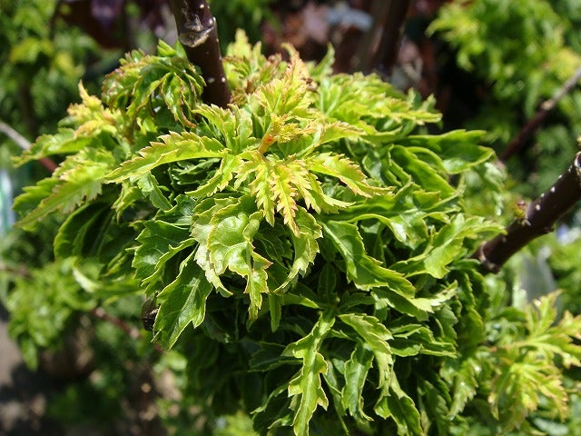 モミジ 【獅子頭（シシガシラ）】 4号ロングポット