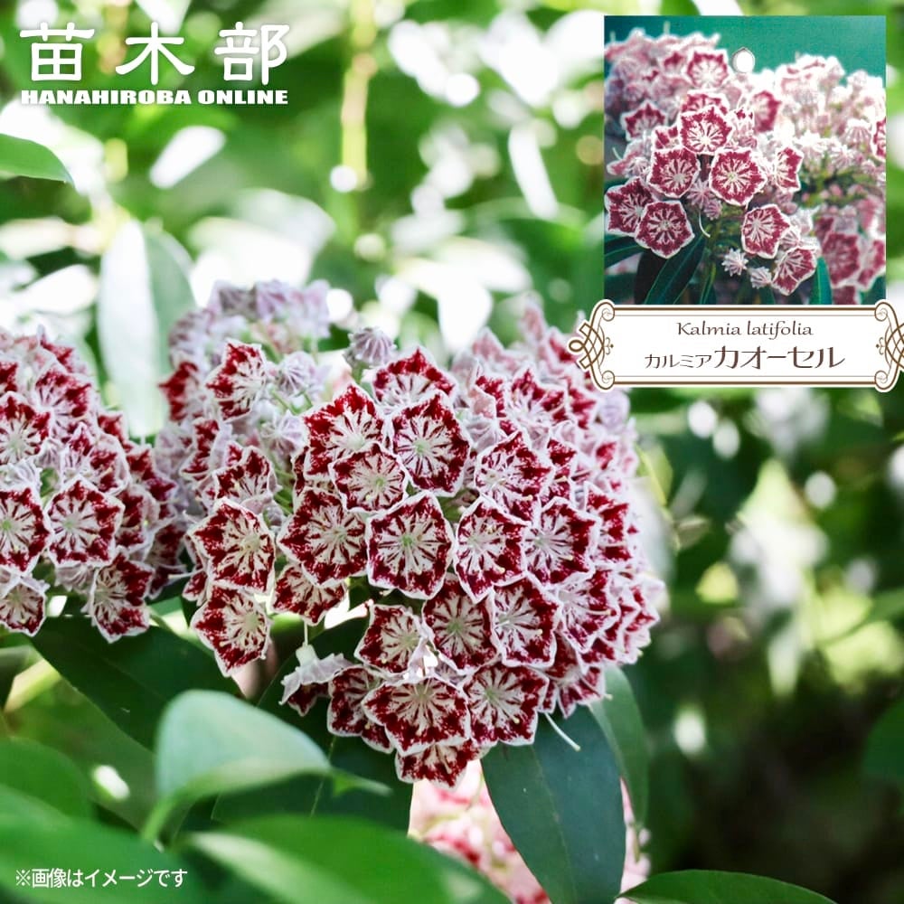 クロモジ 苗 販売 苗木部 By 花ひろばオンライン