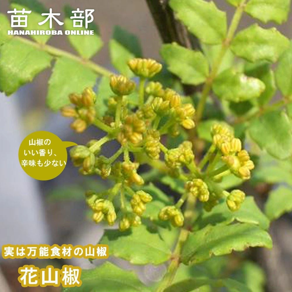 000000147515-01.jpg?size=l&w=