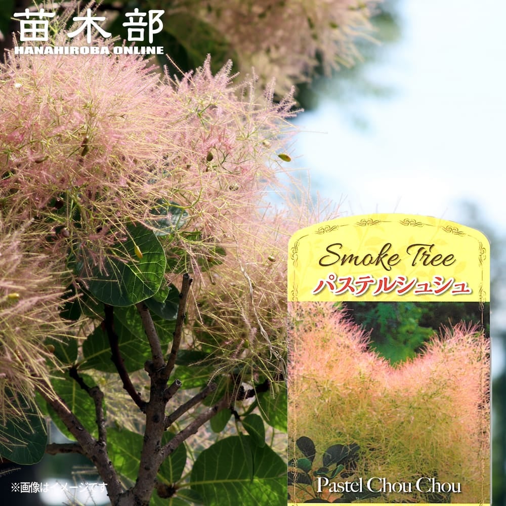 スモークツリー パステルシュシュ 苗 販売 苗木部 By 花ひろばオンライン
