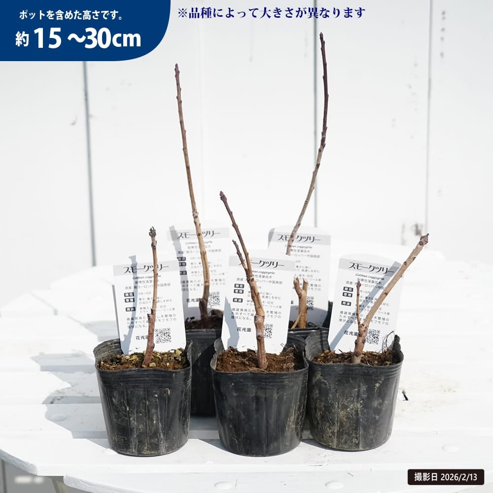 スモークツリー パステルシュシュ 苗 販売 苗木部 By 花ひろばオンライン