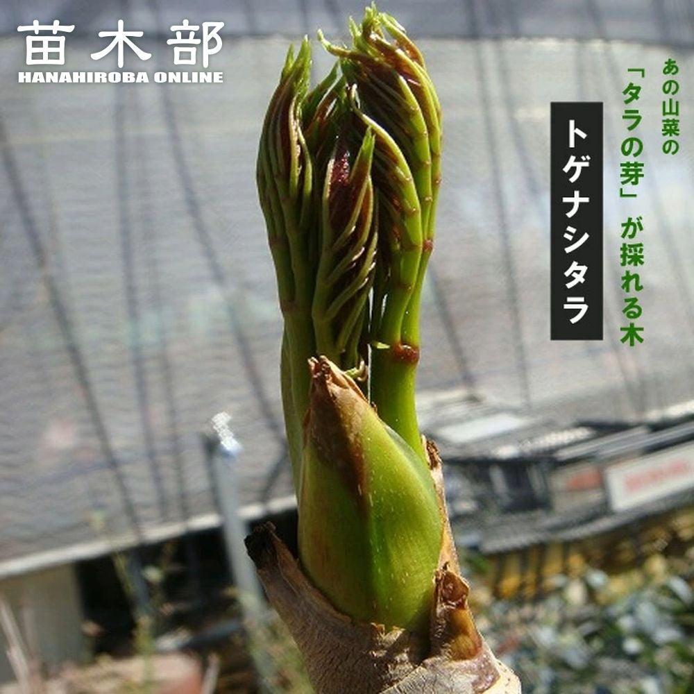 ヤシ サバルヤシの通販 おすすめ 苗木部 By 花ひろばオンライン