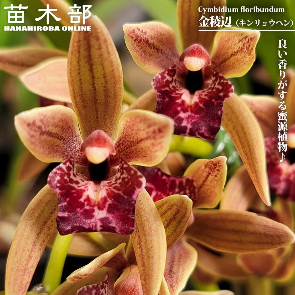 金稜辺 キンリョウヘン 苗 販売 苗木部 By 花ひろばオンライン