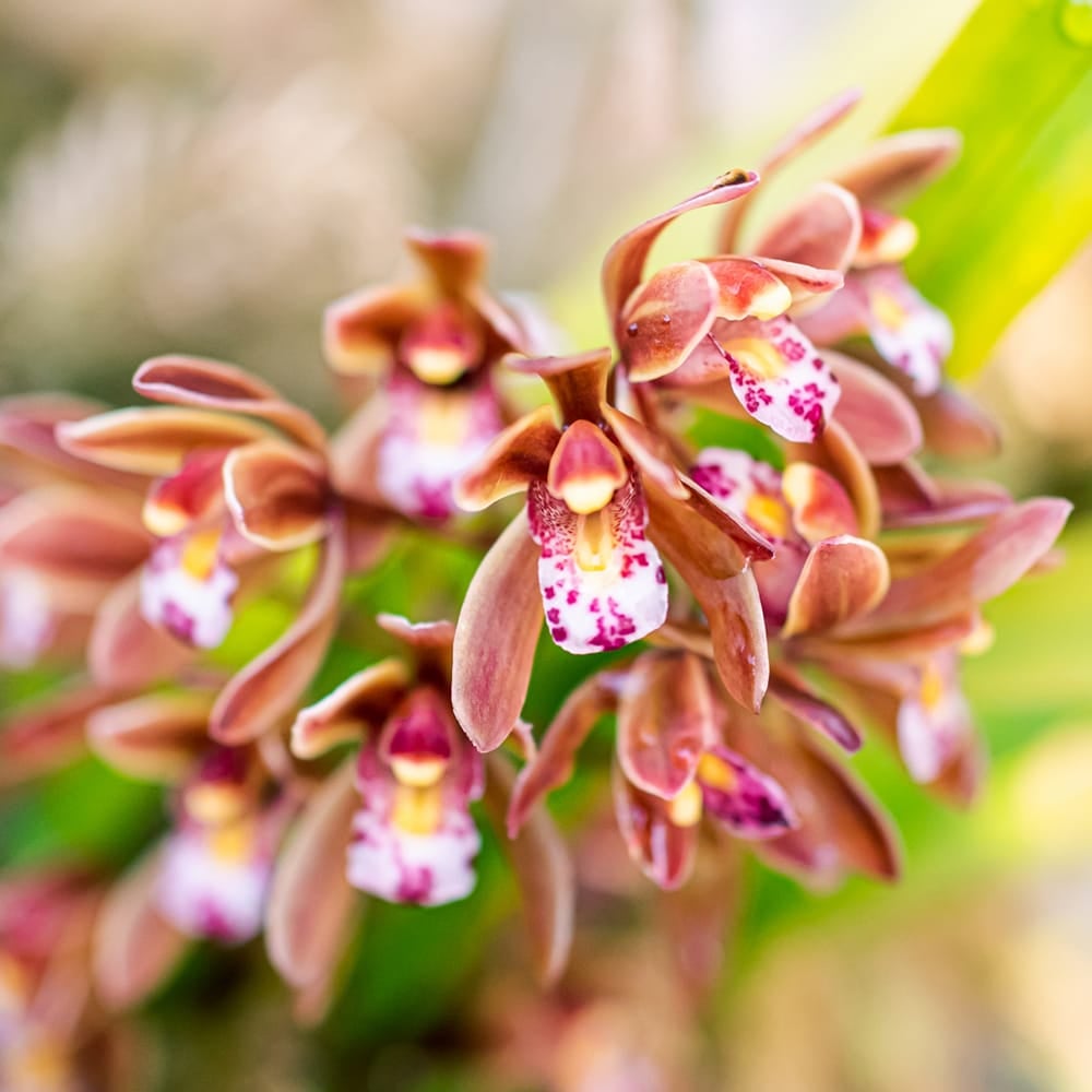 金稜辺 キンリョウヘン 苗 販売 苗木部 By 花ひろばオンライン