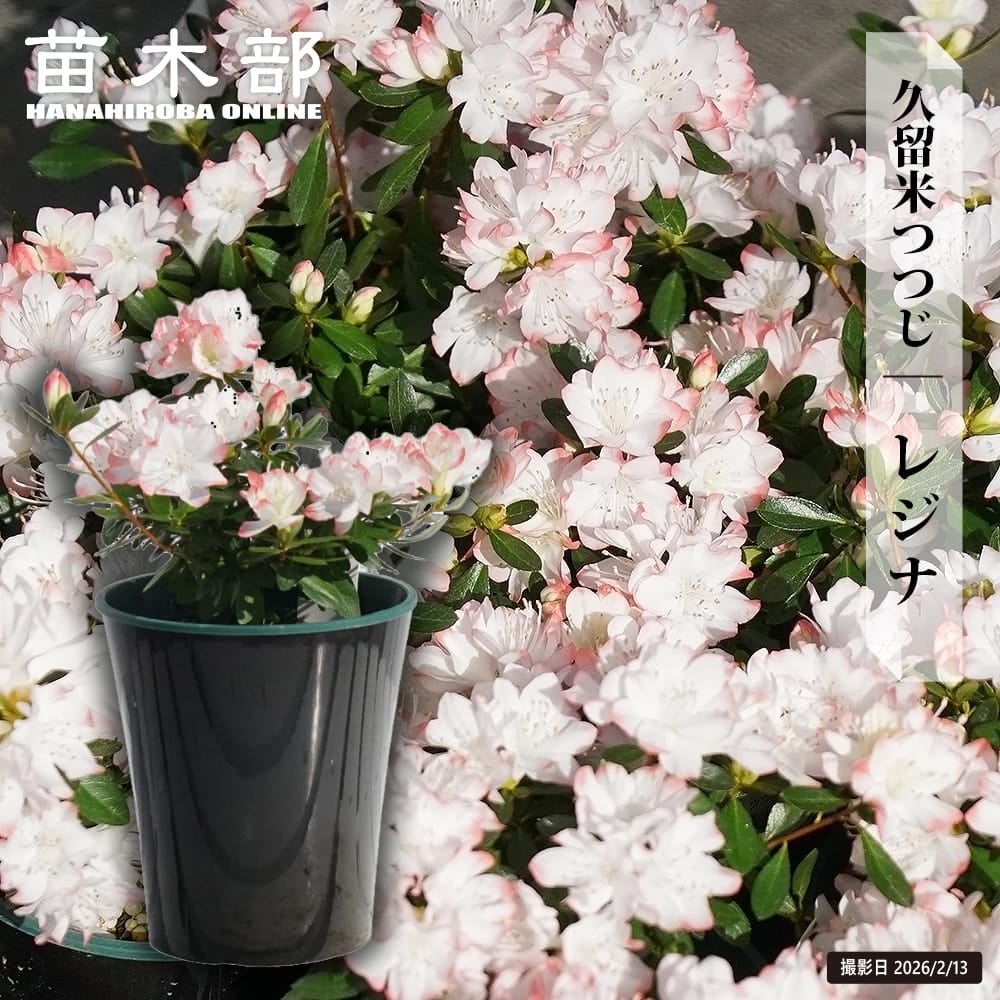 リョウブ ルビースパイス 苗 販売 苗木部 By 花ひろばオンライン