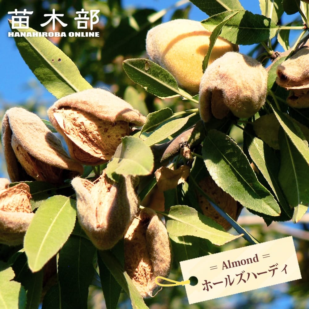 果樹苗 | 苗木部 本店 By 花ひろばオンライン