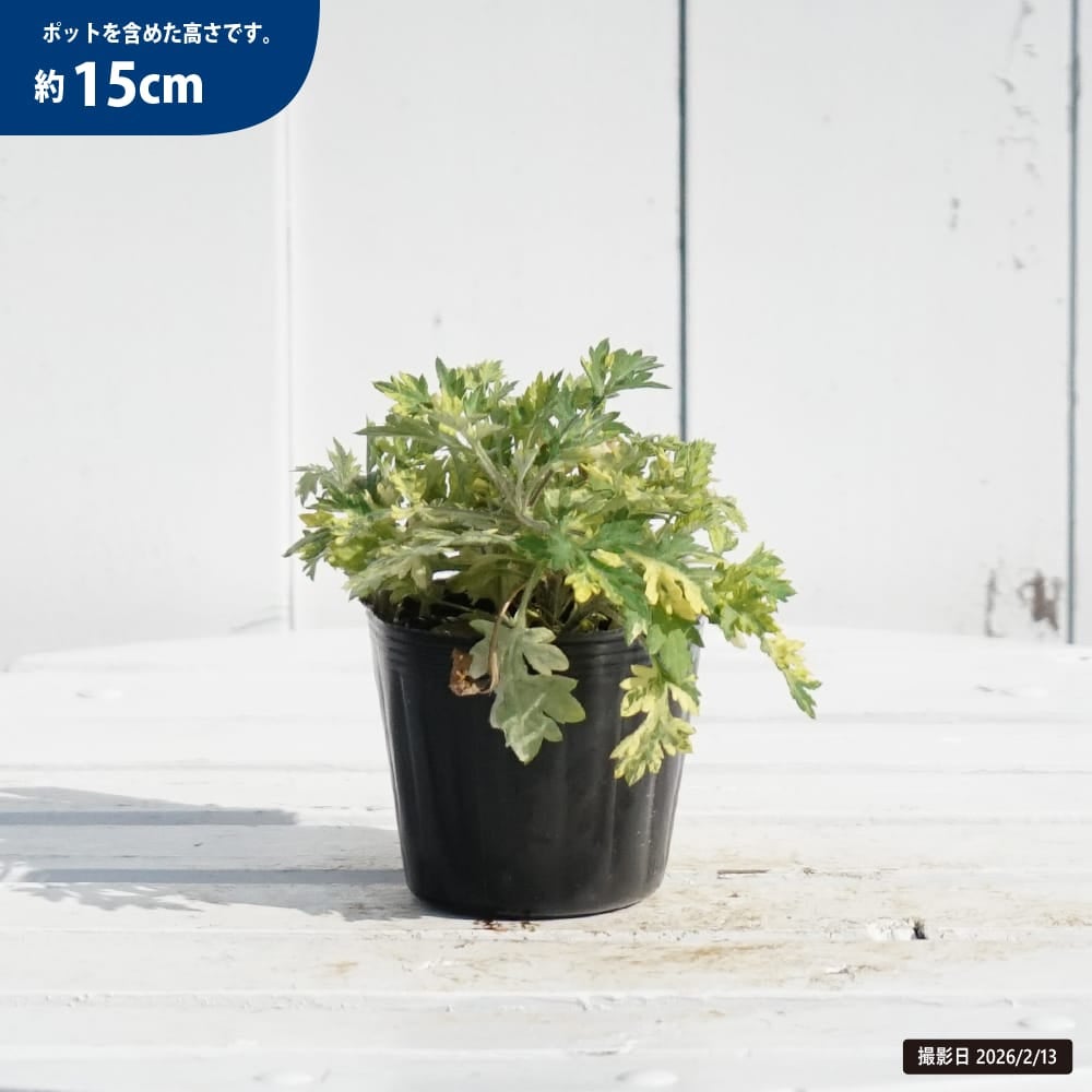 アルテミシア 斑入り欧州ヨモギ 苗 販売 苗木部 By 花ひろばオンライン