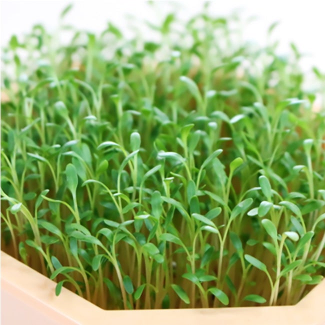 ガーデンクレス コショウソウ スプラウト 苗 販売 苗木部 By 花ひろば