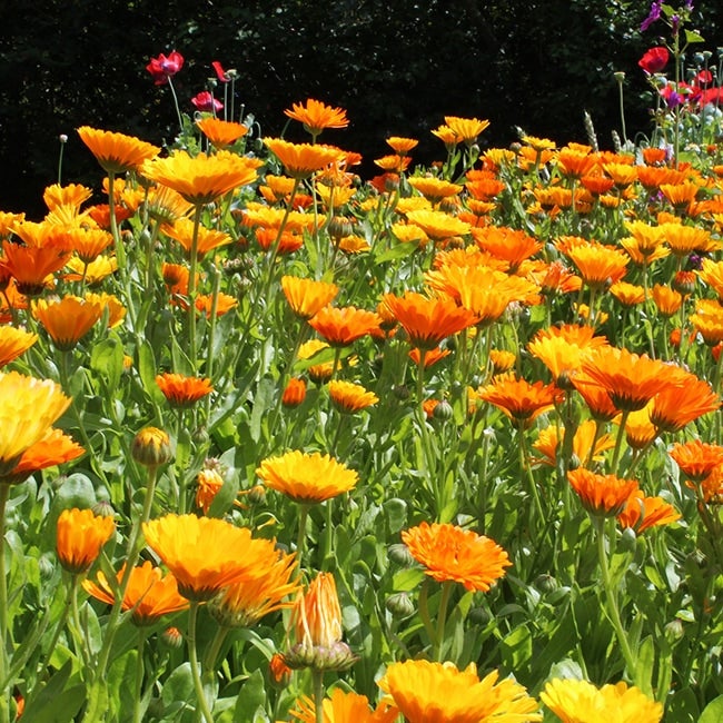 カレンジュラ オレンジ 苗 販売 苗木部 By 花ひろばオンライン