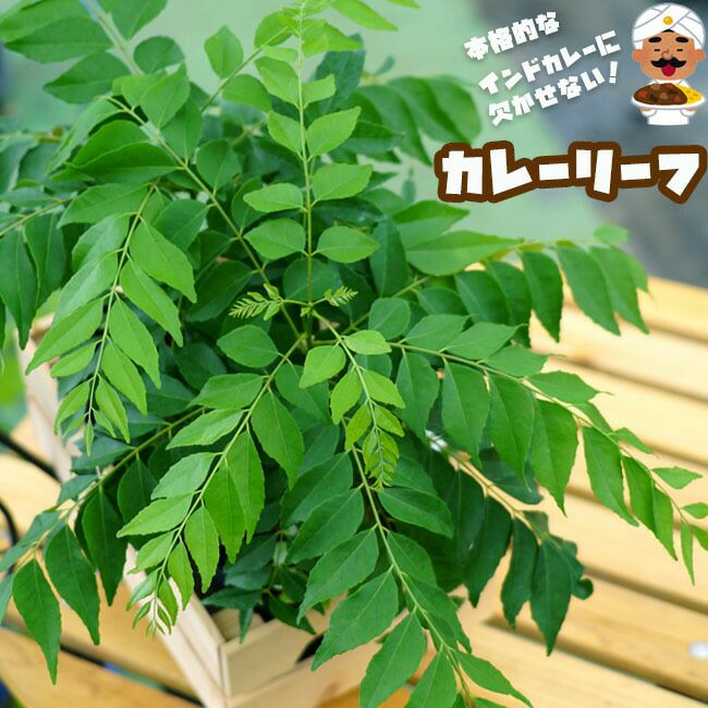 000000047898-01.jpg?size=l&w=