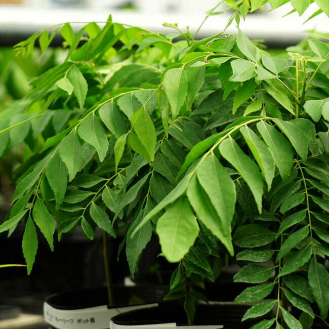 カレーリーフ 苗 販売 苗木部 By 花ひろばオンライン
