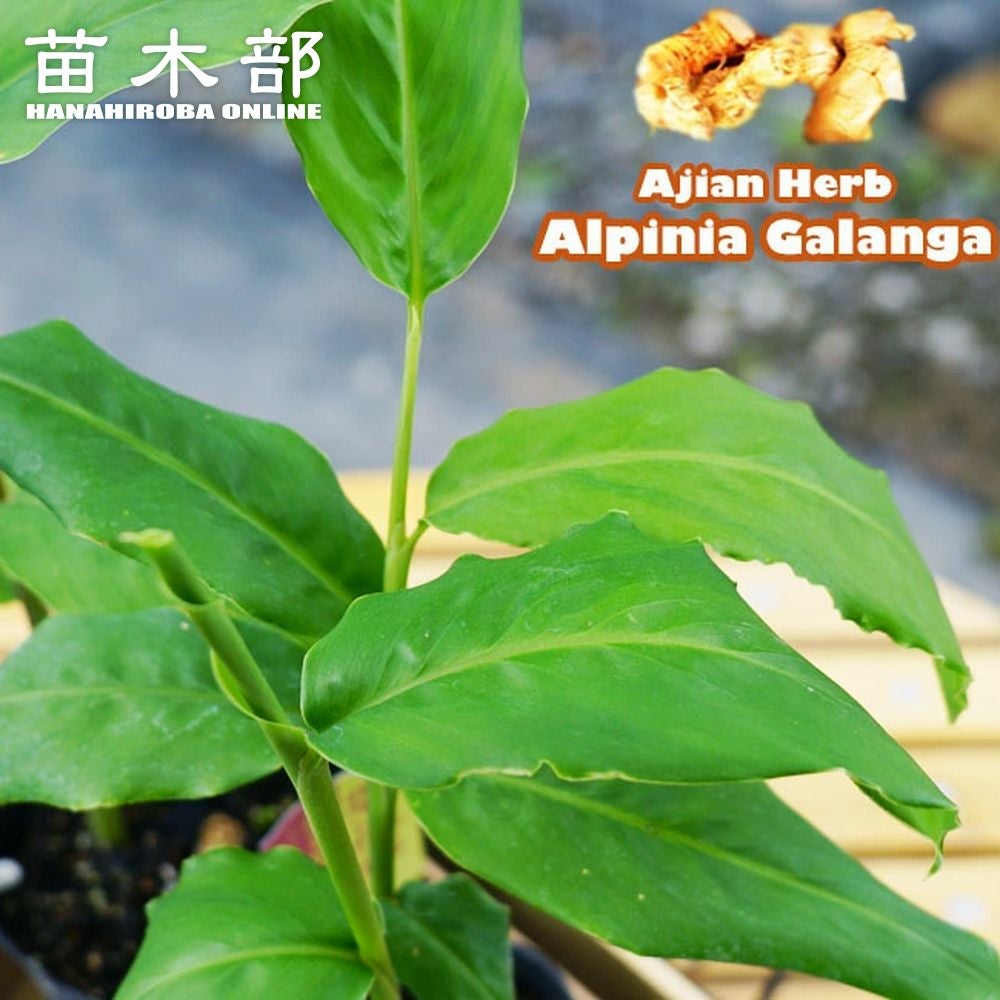 ガランガ ガランガ 苗 販売 苗木部 By 花ひろばオンライン