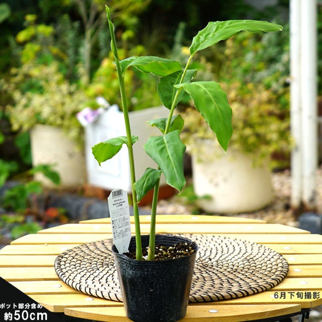 000000047899-03.jpg?size=l&w=