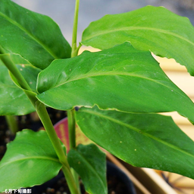 ガランガ ガランガ 苗 販売 苗木部 By 花ひろばオンライン