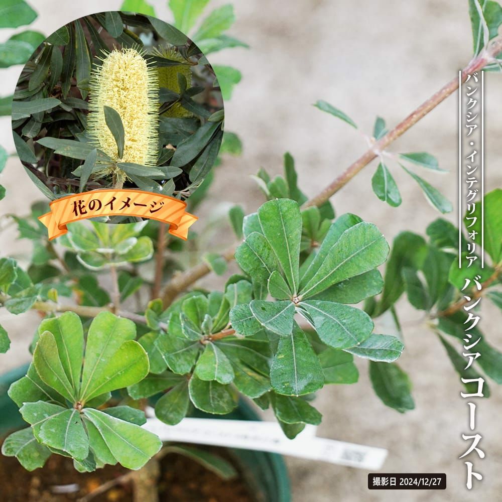 バンクシア インテグリフォリア コーストバンクシア 苗 販売 苗木部