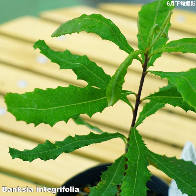 バンクシア インテグリフォリア コーストバンクシア 苗 販売 苗木部