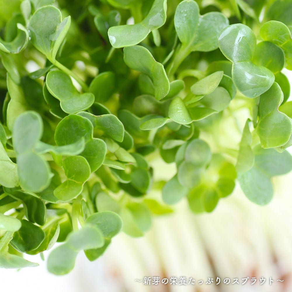 000000047969-02.jpg?size=l&w=