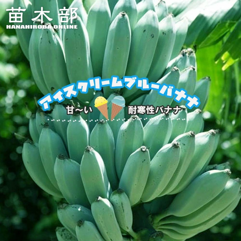 000000047995-01.jpg?size=m&w=