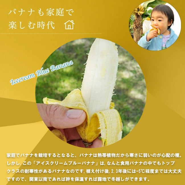 バナナの苗木です。(アイスクリーム) アイスクリームブルーバナナ 苗 販売 苗木部 By 花ひろばオンライン