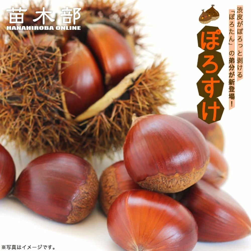 アボカド ウィンターメキシカン Aタイプ 苗 販売 苗木部 By 花ひろば