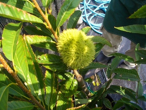 栗 ぽろすけ 苗 植え方 苗木部 By 花ひろばオンライン