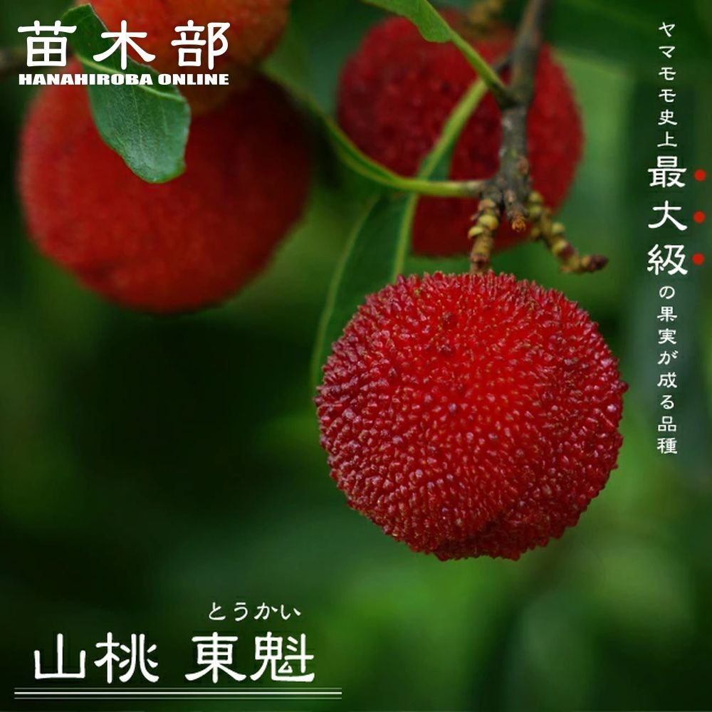 000000048077-01.jpg?size=l&w=