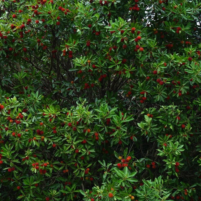 ヤマモモ メス 東魁 苗 通販 苗木部 By 花ひろばオンライン