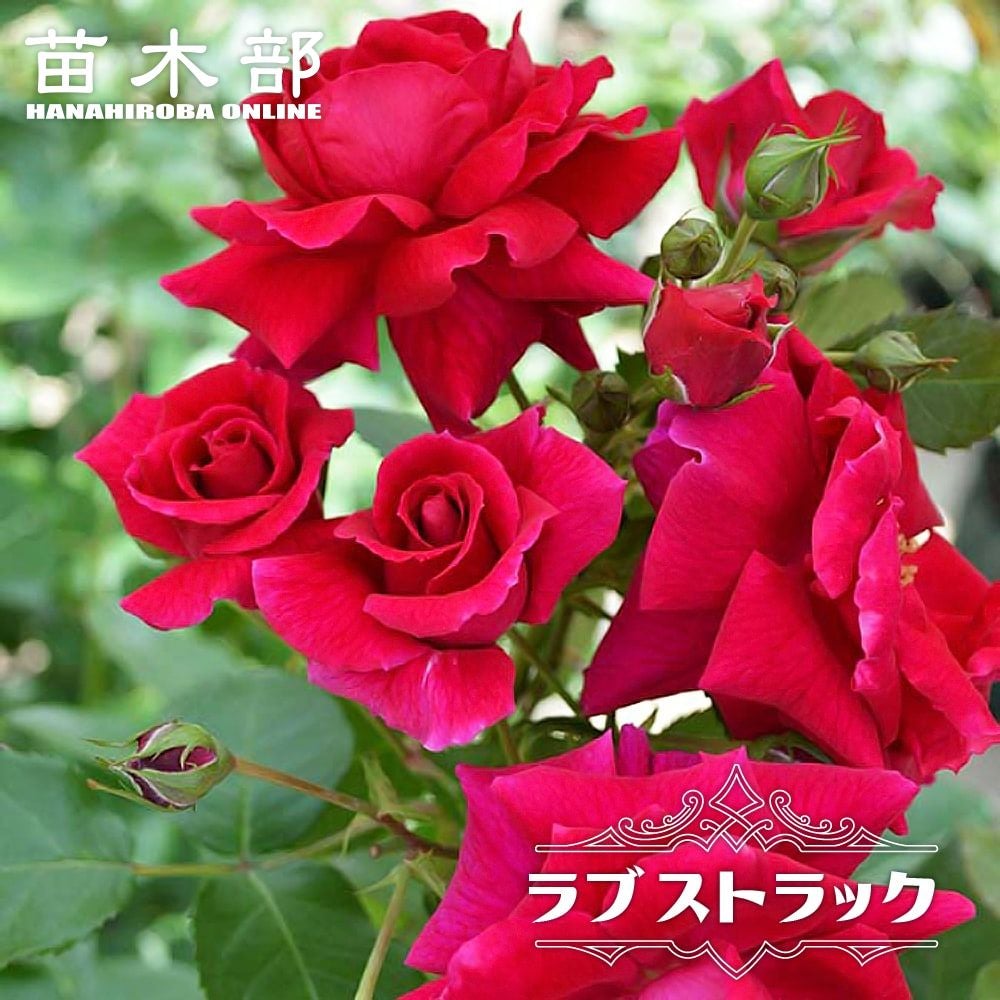 000000048082-01.jpg?size=l&w=