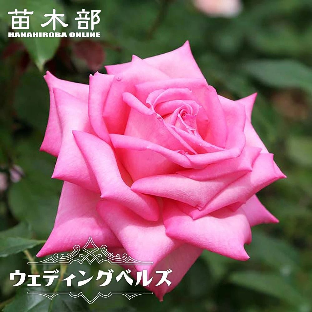 000000048085-01.jpg?size=l&w=