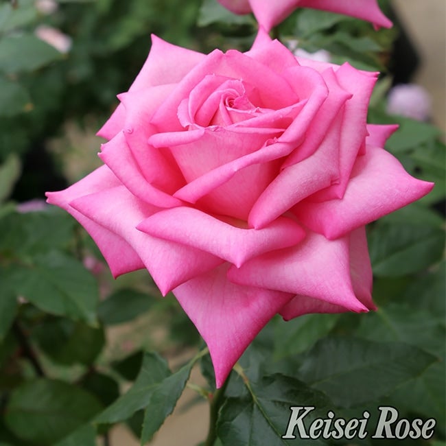 極美品♡トッカ　洗える　花柄　ピンクベルト　キャップスリーブ　バラ　薔薇 生花】バラ クールウォーター(ピンク紫) - 花材通販はなどんやアソシエ