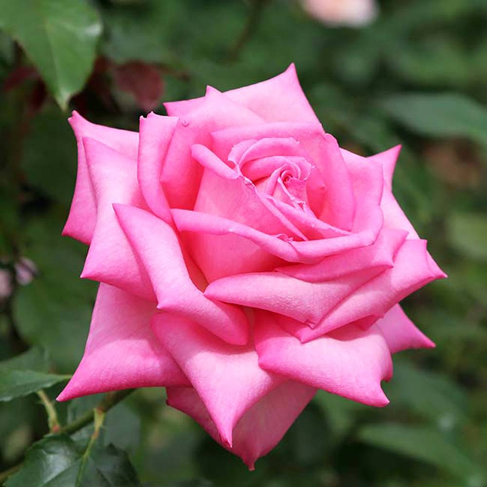 000000048085-07.jpg?size=l&w=