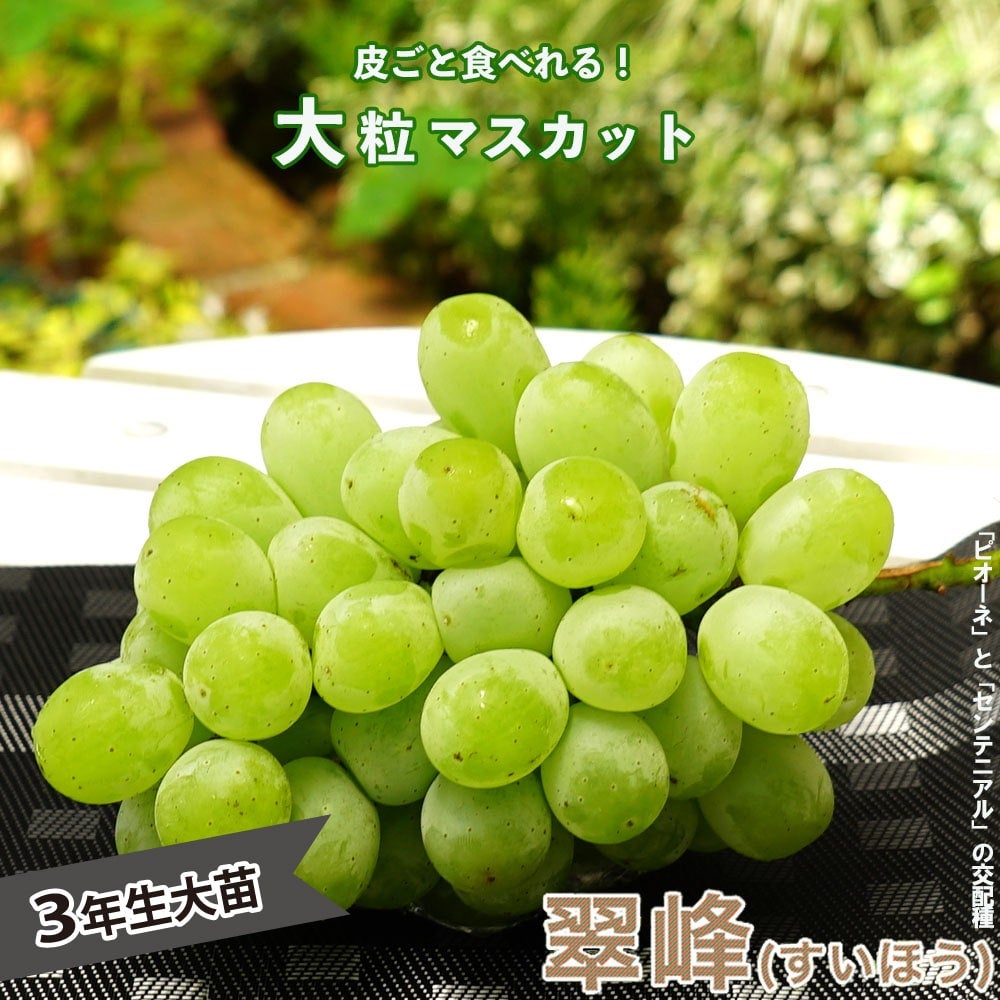 000000048106-01.jpg?size=l&w=