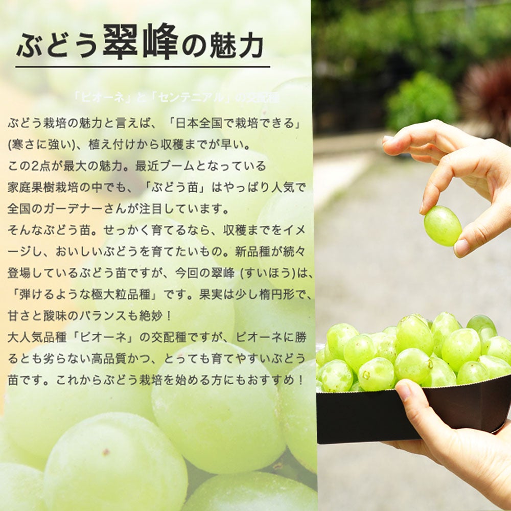 翠峰ブトウ苗（４年生） 000000048106-02.jpg?size=l&w=