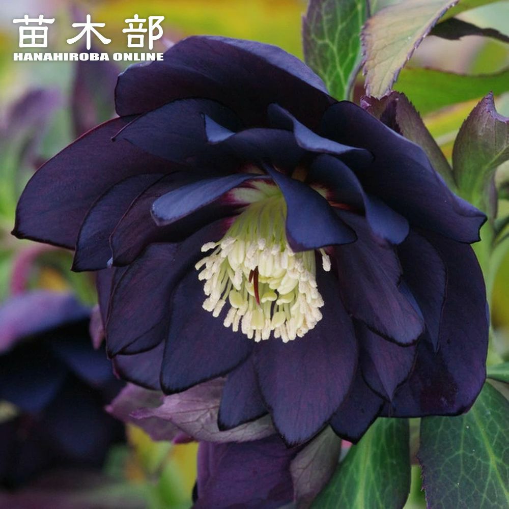 000000048158-01.jpg?size=l&w=